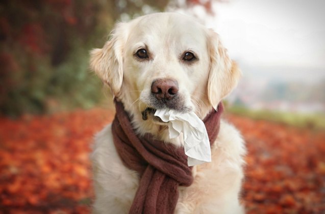 best supplements for dog allergies, Stickler Shutterstock