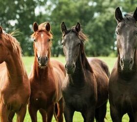 best horses for beginners, Rita Kochmarjova Shutterstock