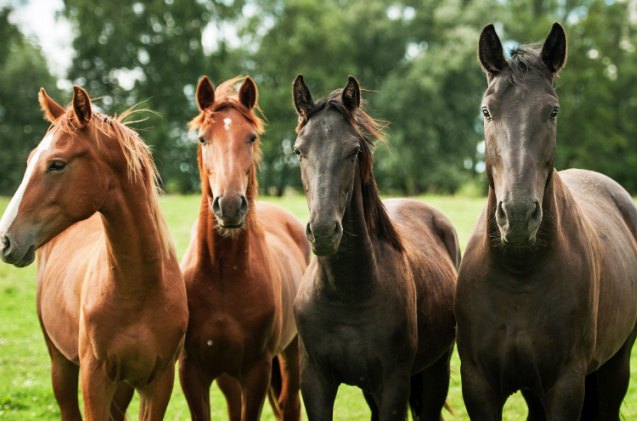 best horses for beginners, Rita Kochmarjova Shutterstock