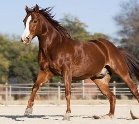 best horses for beginners, Jaco Wiid Shutterstock