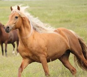 best horses for beginners, Lisa Kolbenschlag Shutterstock