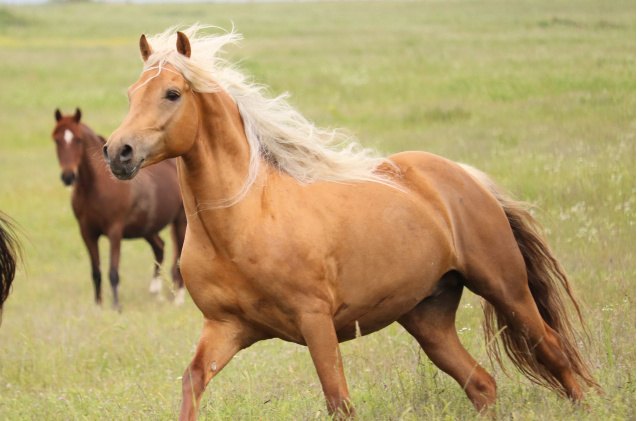 best horses for beginners, Lisa Kolbenschlag Shutterstock