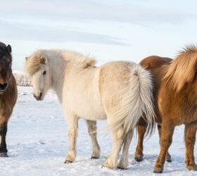 best horses for beginners, Sergey Didenko Shutterstock