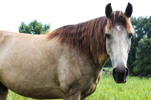 best horses for beginners, Dirt and Rhinestone Shutterstock