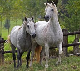 best horses for beginners, slowmotiongli Shutterstock