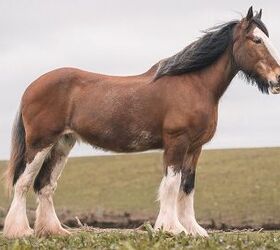 best horses for beginners, Dan Baillie Shutterstock