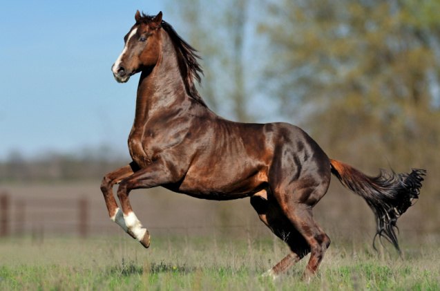 best horses for beginners, Anaite Shutterstock