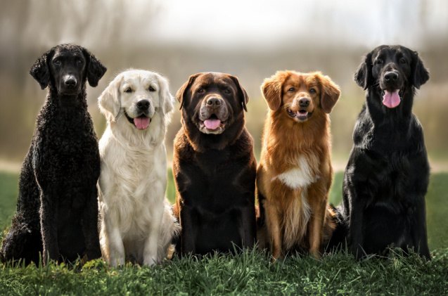 here are the 10 most popular dog names for 2022, otsphoto shutterstock