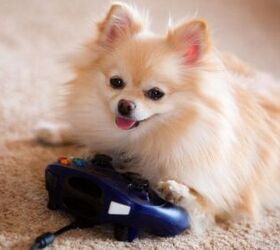 New Video Game for Dogs Could Reveal Early Signs of Canine Dementia