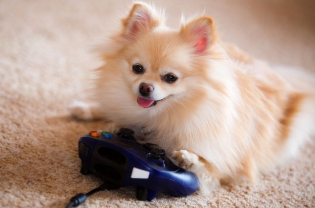new video game for dogs could reveal early signs of canine dementia, Michelle D Milliman Shutterstock