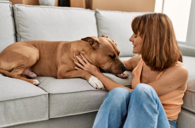 ncoil passed a model law preventing breed based insurance restrictions, Krakenimages com Shutterstock