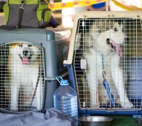 53 Dogs That Survived a Plane Crash Are Now Available for Adoption