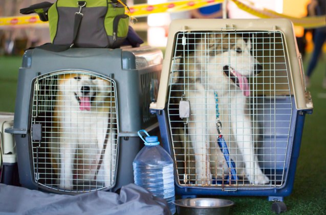 53 dogs that survived a plane crash are now available for adoption, Vera Larina Shutterstock