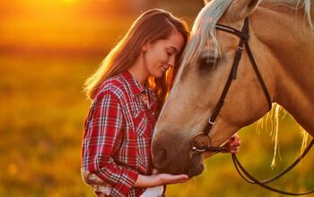 Top 10 Best Gentle Horse Breeds