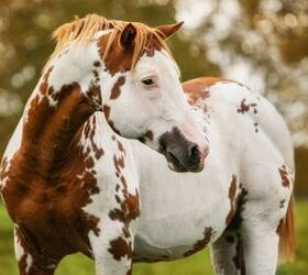 top 10 best gentle horse breeds, Rita Kochmarjova Shutterstock