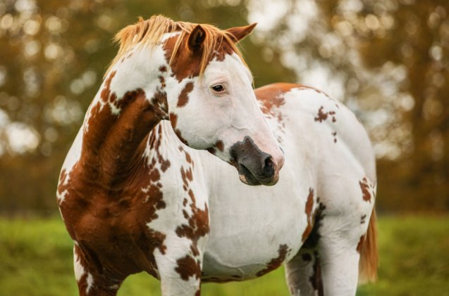 top 10 best gentle horse breeds, Rita Kochmarjova Shutterstock