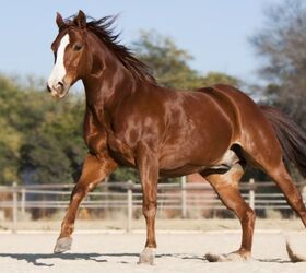 top 10 best gentle horse breeds, Jaco Wiid Shutterstock