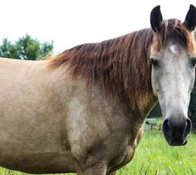 top 10 best gentle horse breeds, Dirt and Rhinestone Shutterstock