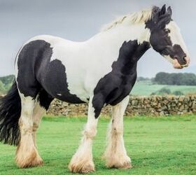 top 10 best gentle horse breeds, Dan Baillie Shutterstock