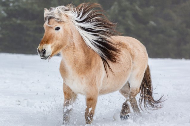 top 10 best gentle horse breeds, Annabell Gsoedl Shutterstock
