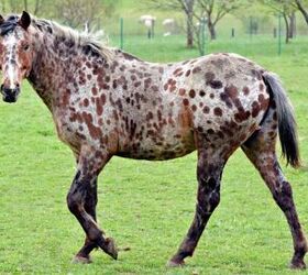 top 10 best gentle horse breeds, Marie Charouzova Shutterstock