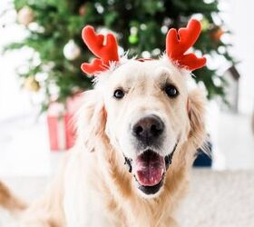 10 Ways to Celebrate Christmas With Your Dog