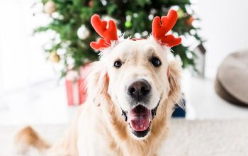 10 Ways to Celebrate Christmas With Your Dog