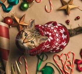 Top 10 Christmas Sweaters for Cats