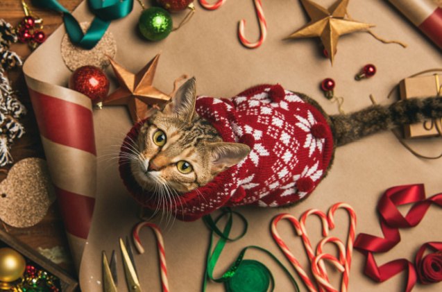 top 10 christmas sweaters for cats, Foxys Forest Manufacture Shutterstock