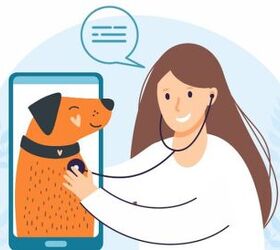 All You Need to Know About Vet Telehealth