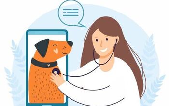 All You Need to Know About Vet Telehealth