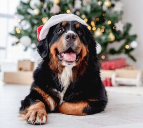 do dogs get stressed at christmas, Tatyana Vyc Shutterstock