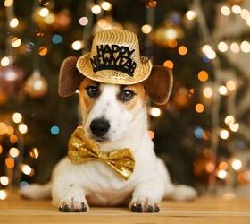 6 New Year's Eve Safety Tips for Dogs