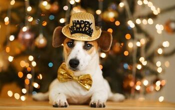 6 New Year's Eve Safety Tips for Dogs
