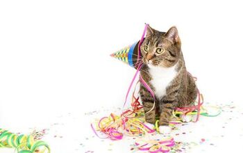 Keeping Your Cat Stress-Free This New Year’s Eve
