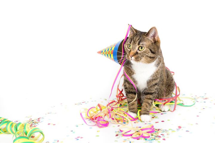 keeping your cat stress free this new years eve, bmf foto de Shutterstock