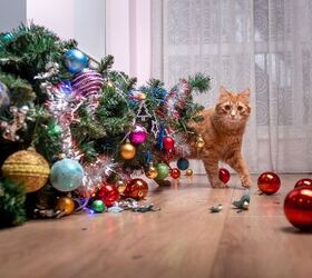 keeping your cat safe at christmas, Sharomka Shutterstock