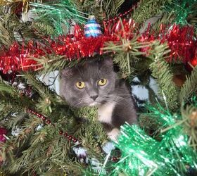 how do i stop my cat from messing with the christmas tree, oleg official Shutterstock