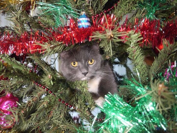 how do i stop my cat from messing with the christmas tree, oleg official Shutterstock