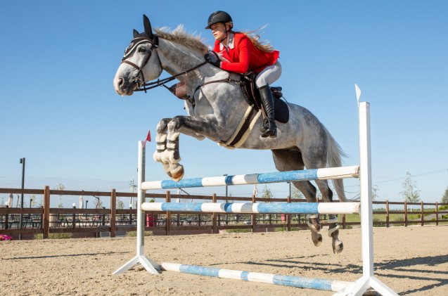 best horses for jumping, Anzhelina Shutterstock