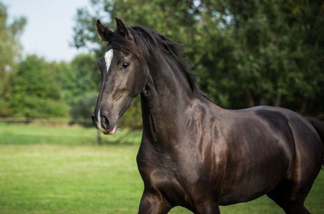 best horses for jumping, AnetaZabranska Shutterstock