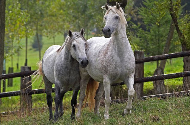 best horses for jumping, slowmotiongli Shutterstock