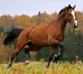 best horses for jumping, Nastenok Shutterstock