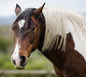 best horses for jumping, damian John Shutterstock