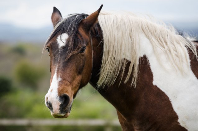 best horses for jumping, damian John Shutterstock