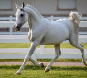 best horses for jumping, Mustafa Ahmed Jindi Shutterstock
