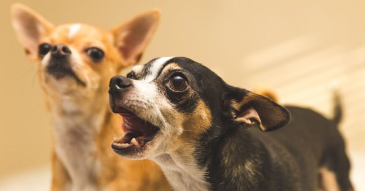 Best Bark Collars For Small Dogs PetGuide Best bark collars for small dogs petguide