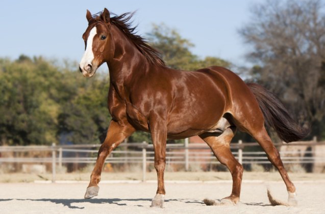 best horses for barrel racing, Jaco Wiid Shutterstock