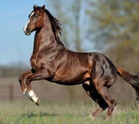 best horses for barrel racing, Anaite Shutterstock