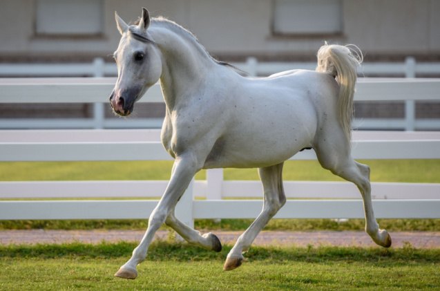 best horses for barrel racing, Mustafa Ahmed Jindi Shutterstock